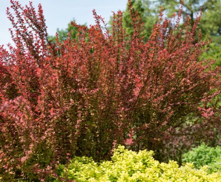 2023_8456_Berberis_thunbergii_Orange_Rocket_2.JPG