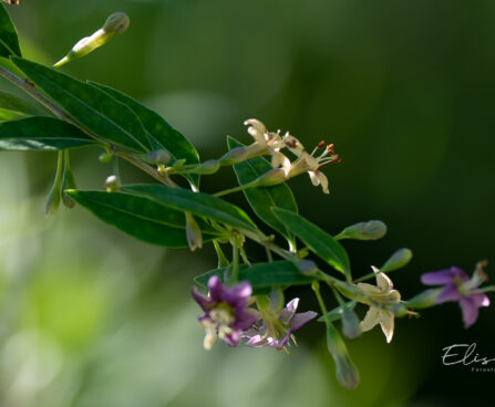 2034_10721_Lycium_barbarum_taralong.jpg