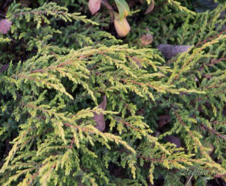 Juniperus_communis_Goldschatz_harilik kadakas.JPG