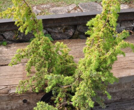 2045_3019_Juniperus_communis_Hemson.JPG
