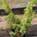 2045_3019_Juniperus_communis_Hemson.JPG
