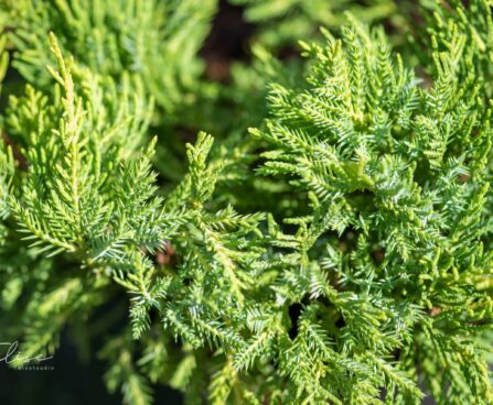 2050_9832_Juniperus_media_Goldkissen__keskmine_kadakas_2.jpg
