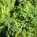 2050_9832_Juniperus_media_Goldkissen__keskmine_kadakas_2.jpg