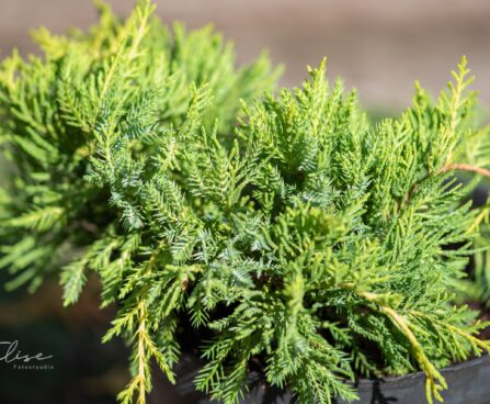 2050_9833_Juniperus_media_Goldkissen__keskmine_kadakas.jpg