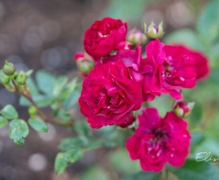 2059_10888_Rosa_Fairy_Dance_roos_2.jpg