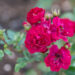 2059_10888_Rosa_Fairy_Dance_roos_2.jpg