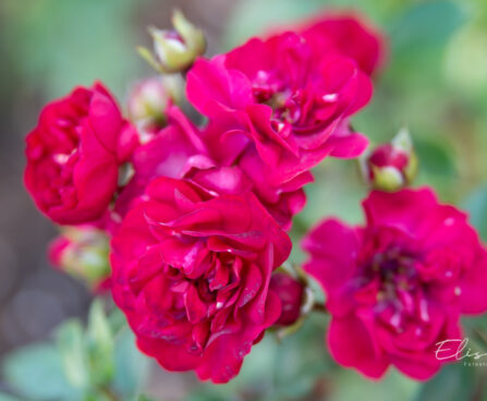 2059_10889_Rosa_Fairy_Dance_roos.jpg