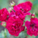 2059_10889_Rosa_Fairy_Dance_roos.jpg