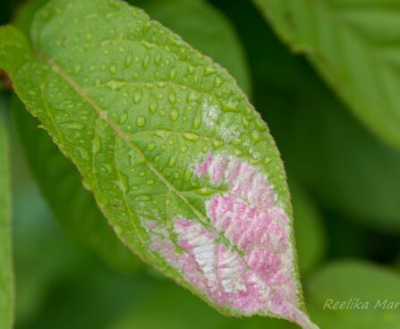 2064_7463_Actinidia_kolomikta.JPG