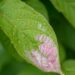 2064_7463_Actinidia_kolomikta.JPG