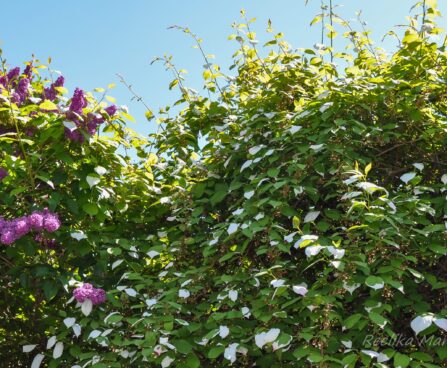 2064_7667_Actinidia_kolomikta.JPG