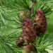 178_8483_Larix_kaempferi_2.JPG