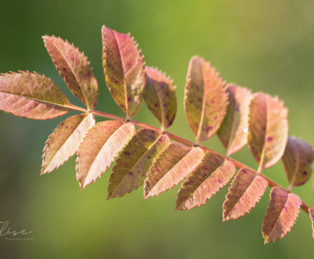 2072_9110_Sorbus_Joseph_Rock_2.JPG