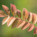 2072_9110_Sorbus_Joseph_Rock_2.JPG