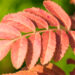 2072_9111_Sorbus_Joseph_Rock.JPG