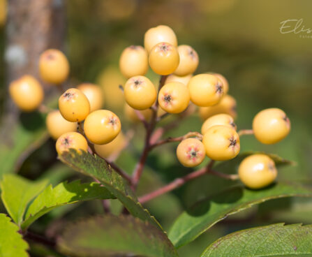 2072_9212_Sorbus_Joseph_Rock.JPG