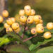 2072_9212_Sorbus_Joseph_Rock.JPG