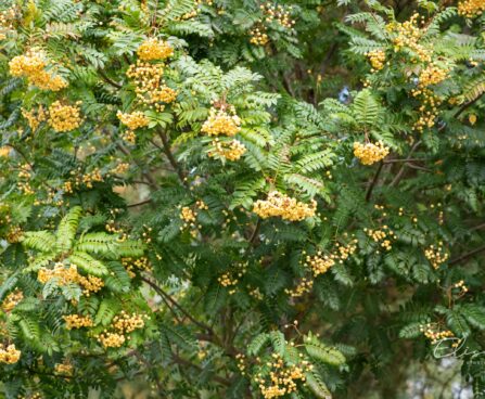 2072_9656_Sorbus_Joseph_Rock_harilik_pihlakas.jpg