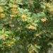 2072_9656_Sorbus_Joseph_Rock_harilik_pihlakas.jpg