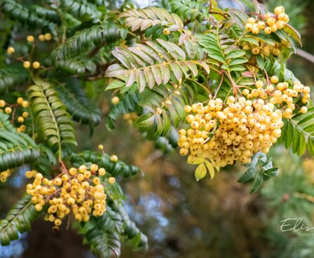 2072_9658_Sorbus_Joseph_Rock_harilik_pihlakas_2.jpg