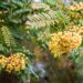 2072_9658_Sorbus_Joseph_Rock_harilik_pihlakas_2.jpg