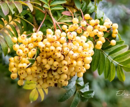 2072_9659_Sorbus_Joseph_Rock_harilik_pihlakas_3.jpg
