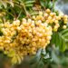 2072_9659_Sorbus_Joseph_Rock_harilik_pihlakas_3.jpg