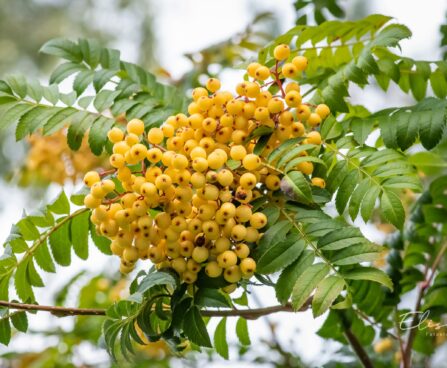 2072_9660_Sorbus_Joseph_Rock_harilik_pihlakas_4.jpg