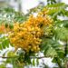 2072_9660_Sorbus_Joseph_Rock_harilik_pihlakas_4.jpg