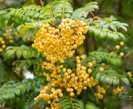2072_9661_Sorbus_Joseph_Rock_harilik_pihlakas_5.jpg