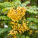 2072_9661_Sorbus_Joseph_Rock_harilik_pihlakas_5.jpg