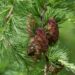 178_8484_Larix_kaempferi.JPG