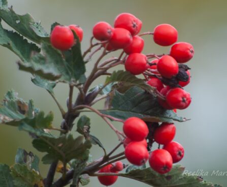 2073_7908_Sorbus_thuringiaca_Fastigiata.JPG