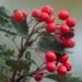 2073_7908_Sorbus_thuringiaca_Fastigiata.JPG