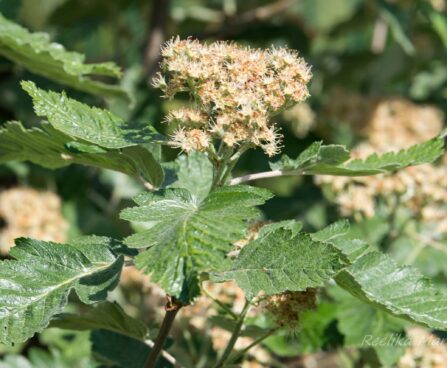 2073_8437_Sorbus_thuringiaca_Fastigiata.JPG