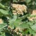 2073_8437_Sorbus_thuringiaca_Fastigiata.JPG