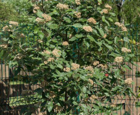 2073_8438_Sorbus_thuringiaca_Fastigiata_2.JPG