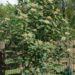 2073_8438_Sorbus_thuringiaca_Fastigiata_2.JPG