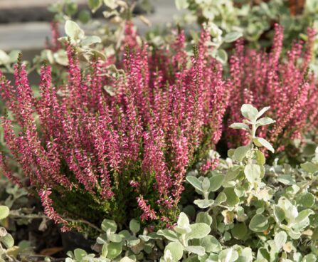 2083_6598_Calluna_Garden_Girl.JPG