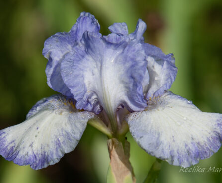 2085_8668_Iris_germanica_Hemstitched_iiris.JPG