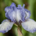 2085_8668_Iris_germanica_Hemstitched_iiris.JPG