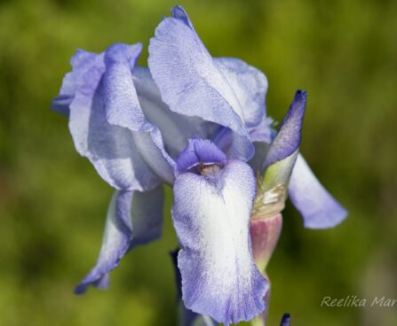 2085_8669_Iris_germanica_Hemstitched_iiris_2.JPG