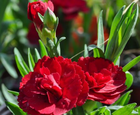 2092_7614_Dianthus_caryophyllus_Oscar_Dark_Red_.JPG