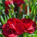 2092_7614_Dianthus_caryophyllus_Oscar_Dark_Red_.JPG