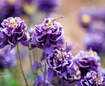 2096_10306_Aquilegia_Winky_Double_Blue_White_kurekell_2.jpg