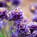 2096_10306_Aquilegia_Winky_Double_Blue_White_kurekell_2.jpg