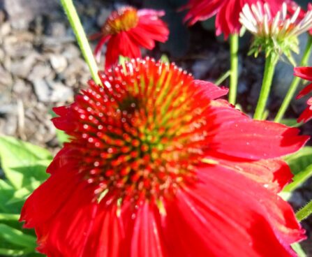 2103_7272_Echinacea_purpurea_Sombrero_Salsa_Red_siilkübar.JPG