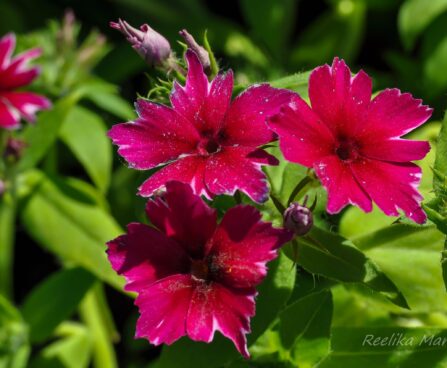 2116_7612_Phlox_Gisele_Dark_Red_Star.JPG