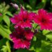 2116_7612_Phlox_Gisele_Dark_Red_Star.JPG
