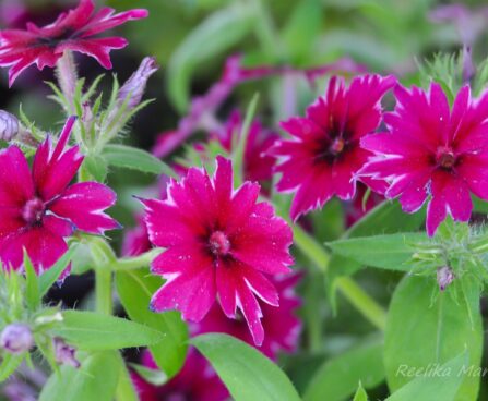 2116_7613_Phlox_Gisele_Dark_Red_Star_2.JPG